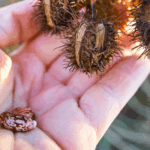 Ricinus je otrovniji od kobrinog otrova? Evo šta trebate znati prije nego ga koristite!