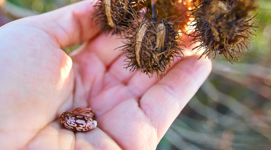 Ricinus je otrovniji od kobrinog otrova? Evo šta trebate znati prije nego ga koristite!