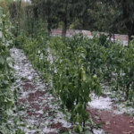 Nevrijeme poharalo Gornje Rasno