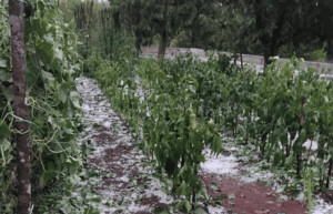 Nevrijeme poharalo Gornje Rasno